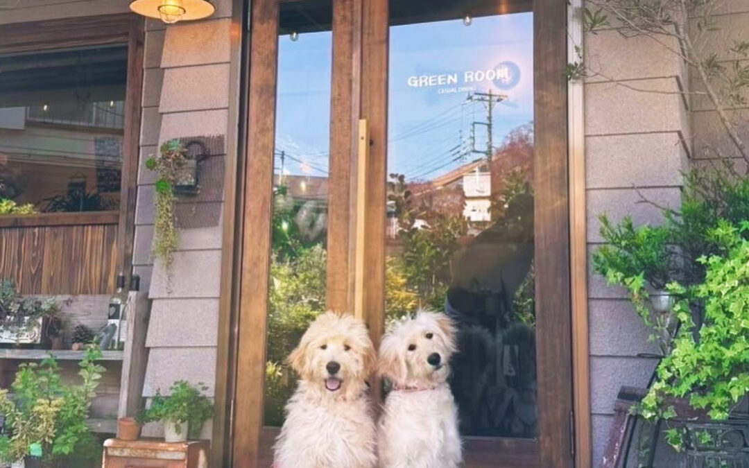 本日の可愛いお客様